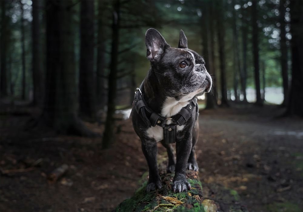 Smart collars require regular maintenance